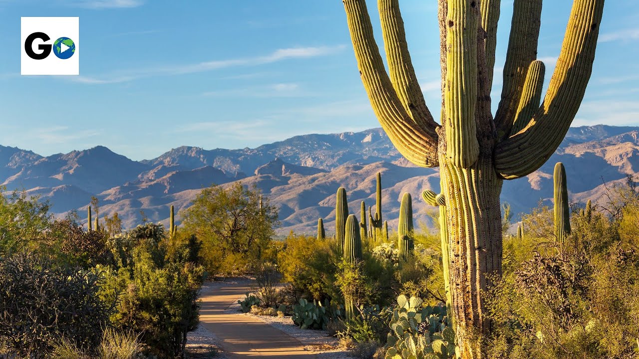 Saguaro National Park