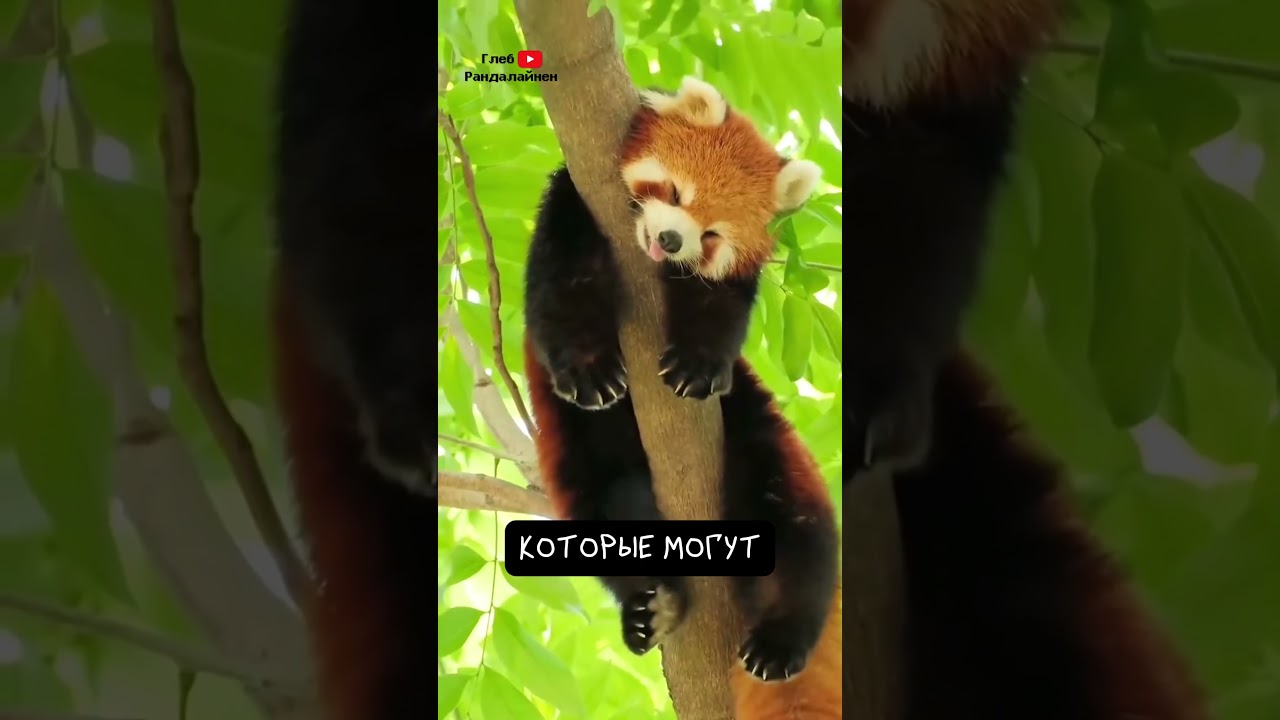 Красная Панда 😛 часть 2