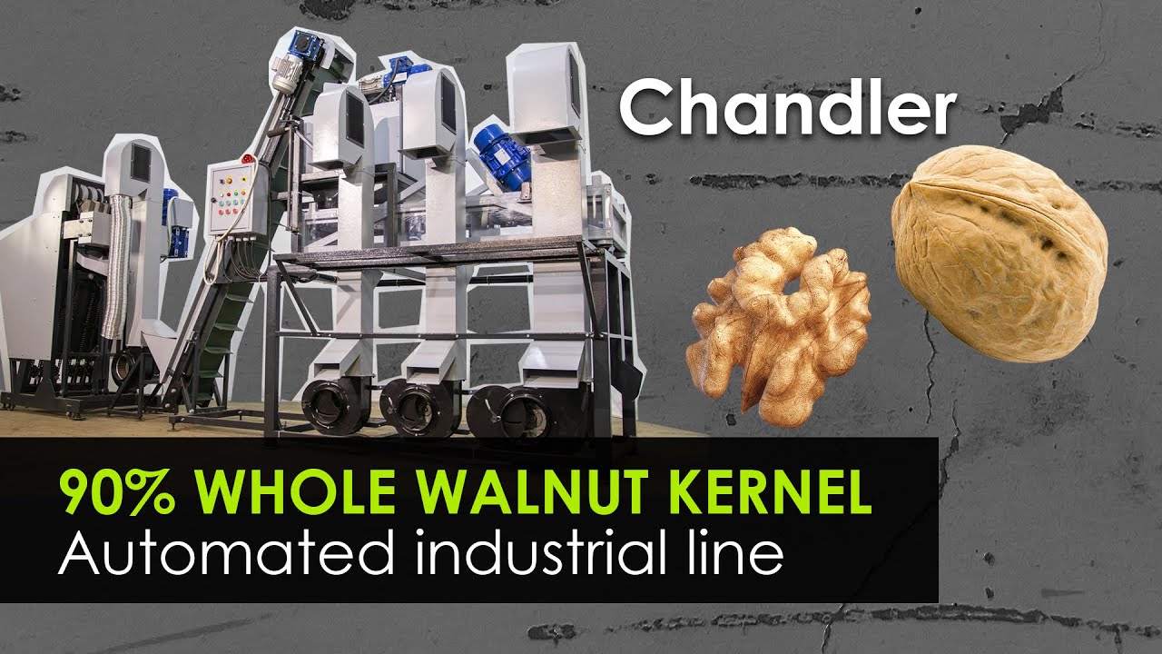 Complete cycle of walnut processing in industrial orchard. Line 200 kg/h