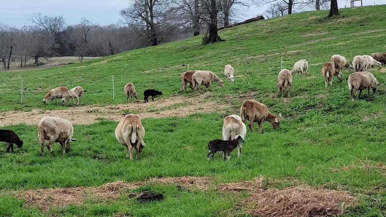 Bulletproof Sheep Flock In East Texas - No Grain, No Dewormer, No BS