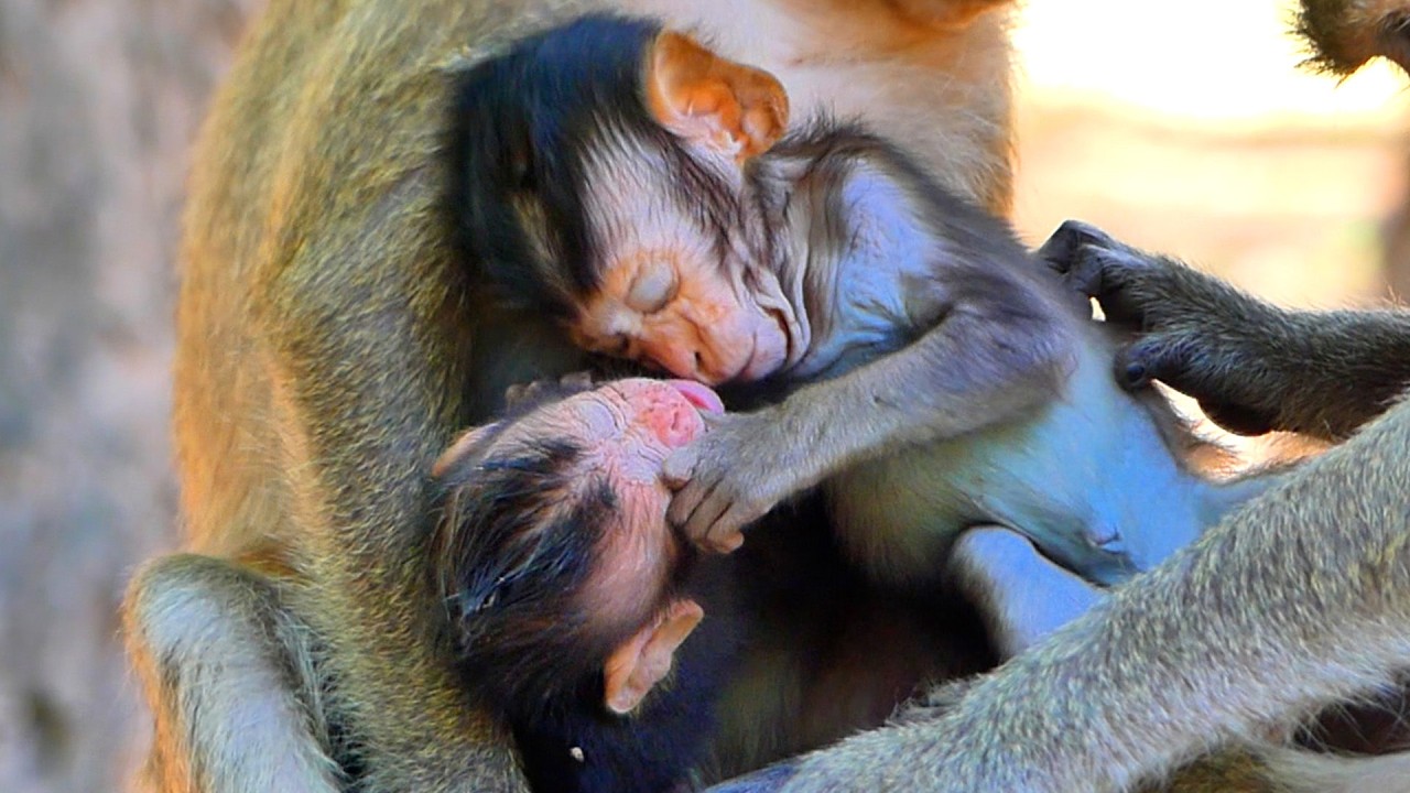 Primate monkey.../Young monkey doing strange on newborn.../Superb life baby.../Nice clip