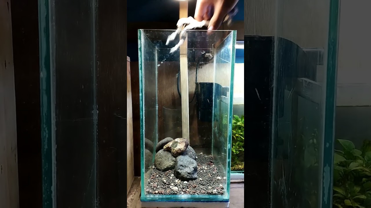 siput albino #snail #hardscape #aquadesign #aquarium #natur #terarium