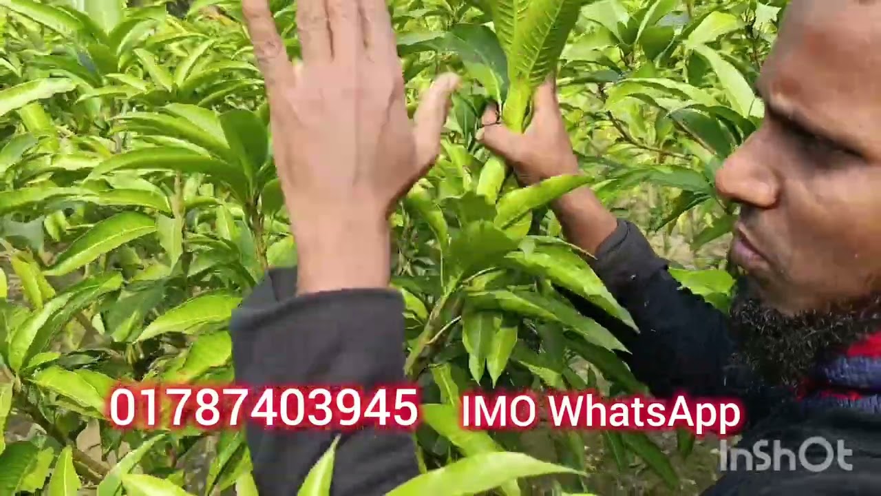 বারোমাসি কাটিমন আমের চারা স্বল্প মূল্যে বিক্রি চলছে যোগাযোগ 01787403945