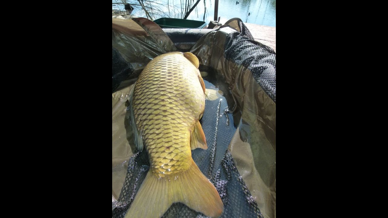 Karp - Moja Pasja cz.3 