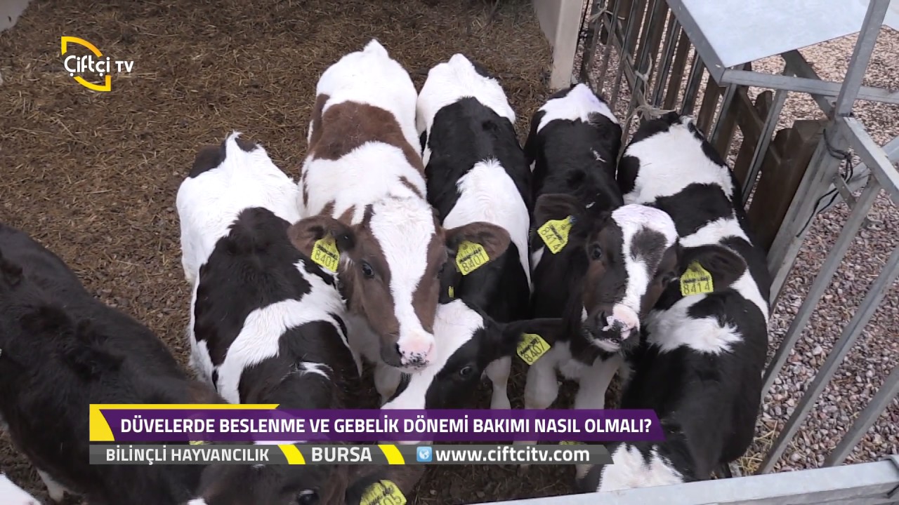 Bilinçli Hayvancılık-Düvelerde Beslenme ve Gebelik Dönemi Bakımı...