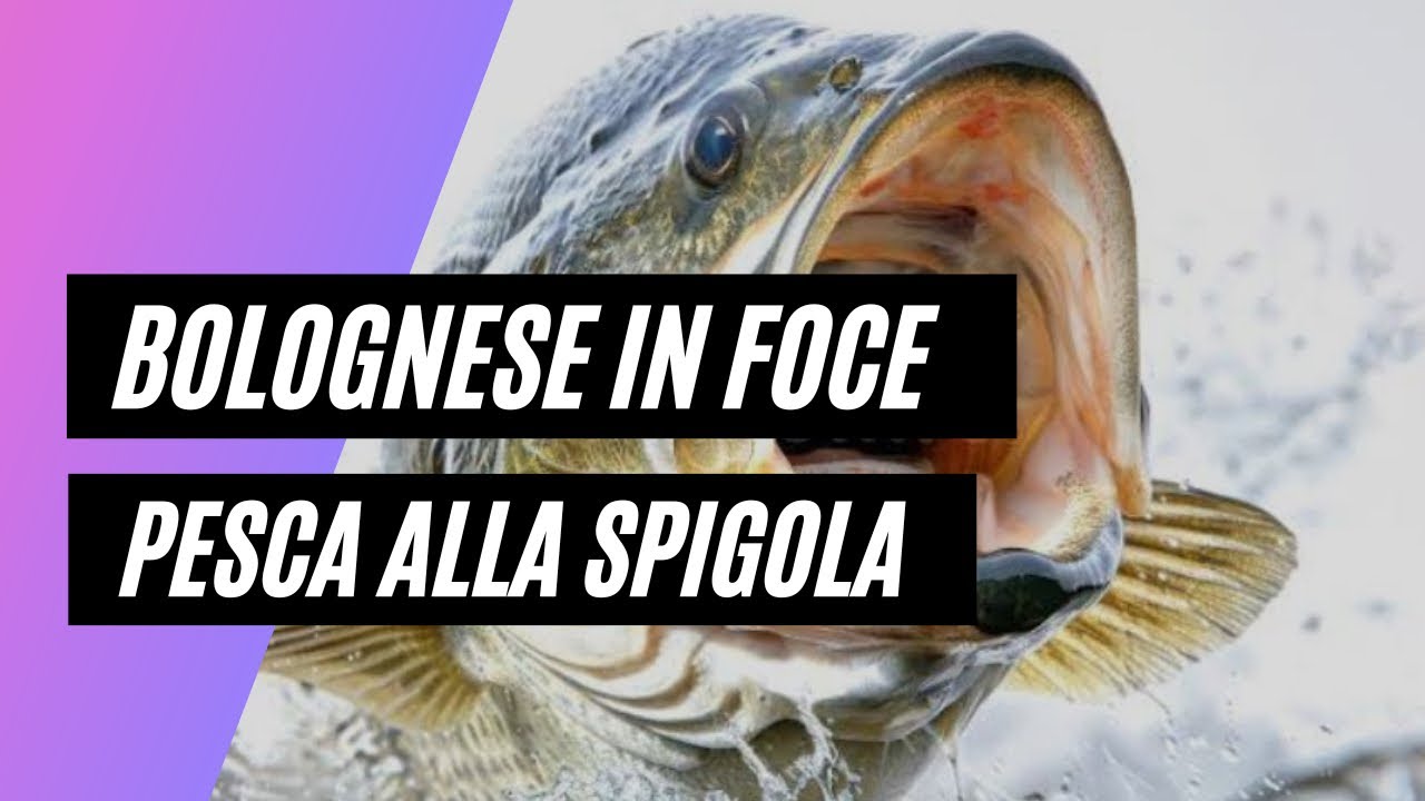 PESCA A BOLOGNESE IN FOCE DALLA BARCA - SCACCO ALLA REGINA, LA SPIGOLA.