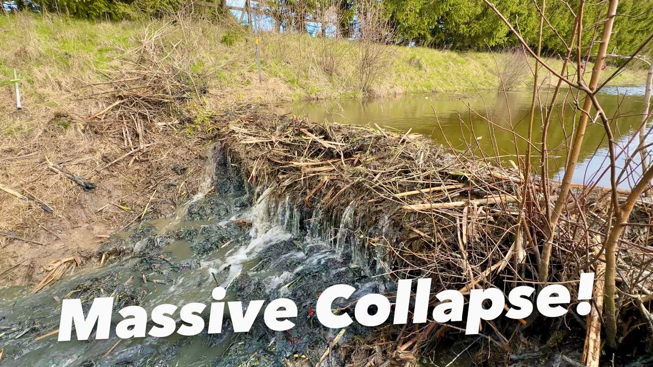 6 Meters Dam Removal!