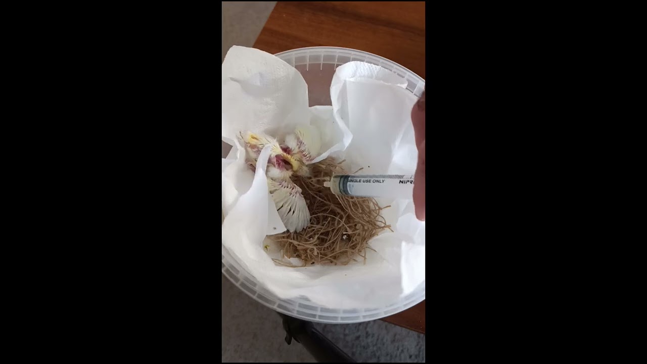 Critical Night for My Canary Chick – The Fight Isn’t Over 🐣