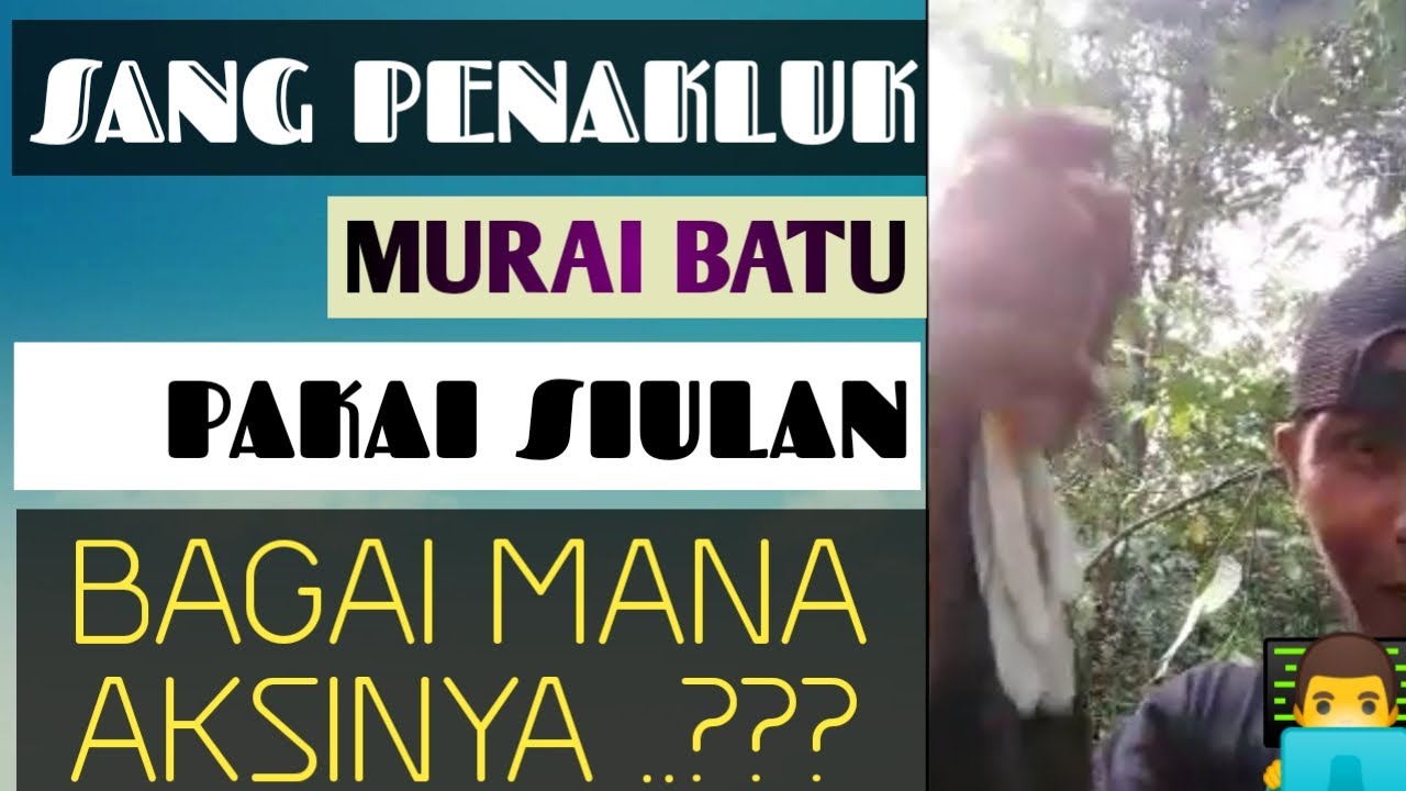 Mikat burung murai pakai siulan_pecinta burung kicau