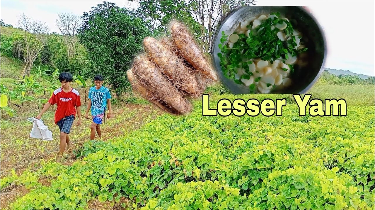 HARVESTING AND COOKING LESSER YAM (Tam - is or Tugi) Root Crop