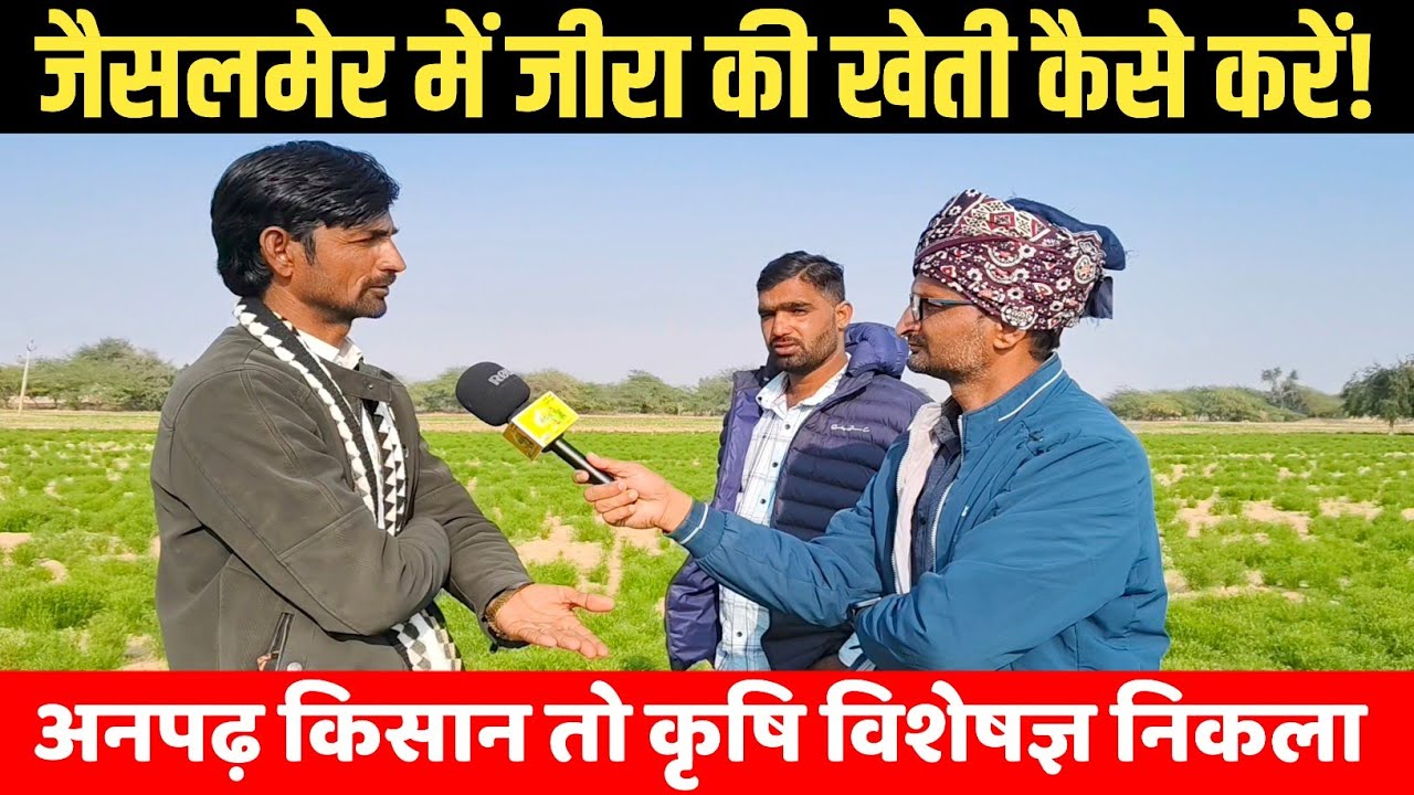 जैसलमेर में जीरा बुआई से कटाई तक जानकारी, यह जीरा सबसे टॉप | Jeera Ki Kheti | Farmer