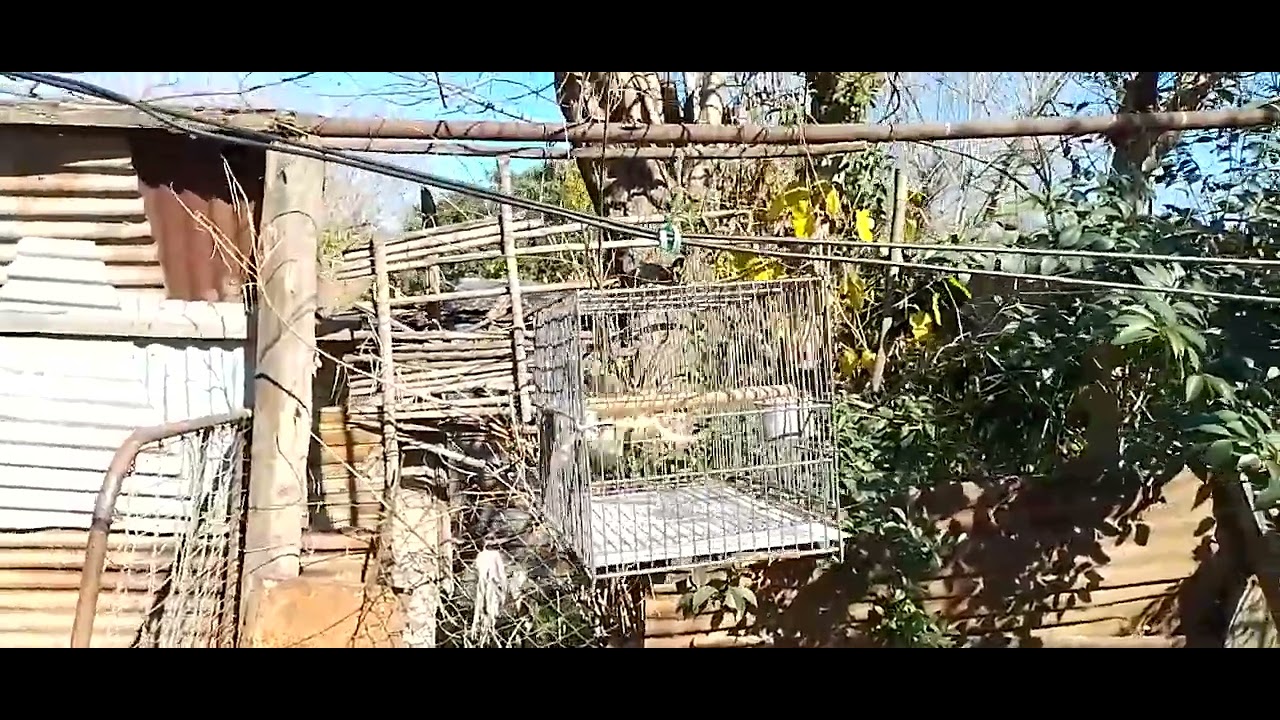 mostrando mi pájaros 30/6/2023 un saludo 👋