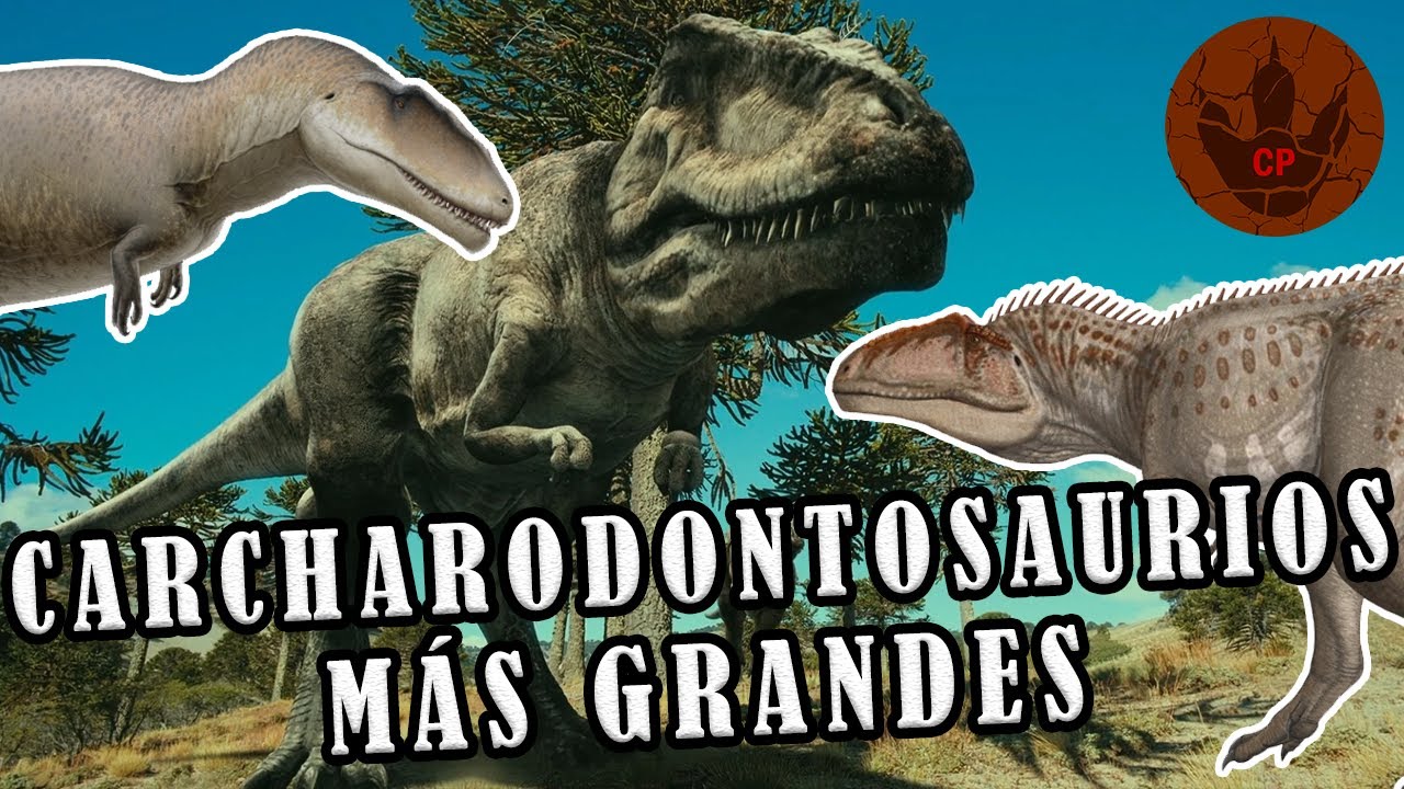 LOS CARCHARODONTOSAURIOS MÁS GRANDES