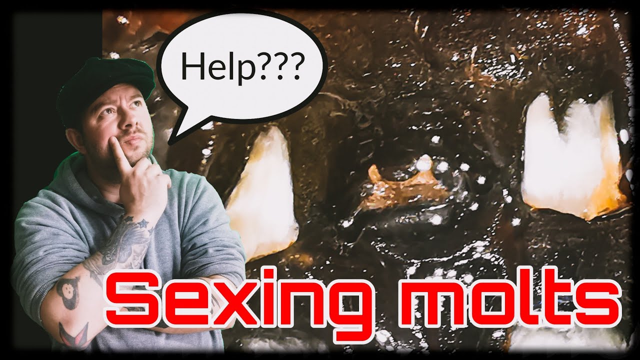 HOW TO sex a tarantula ( molt sexing for beginners)