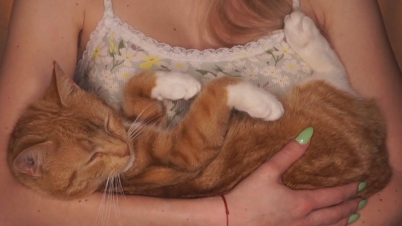 The PURRfect ASMR (Real cozy cat purring)
