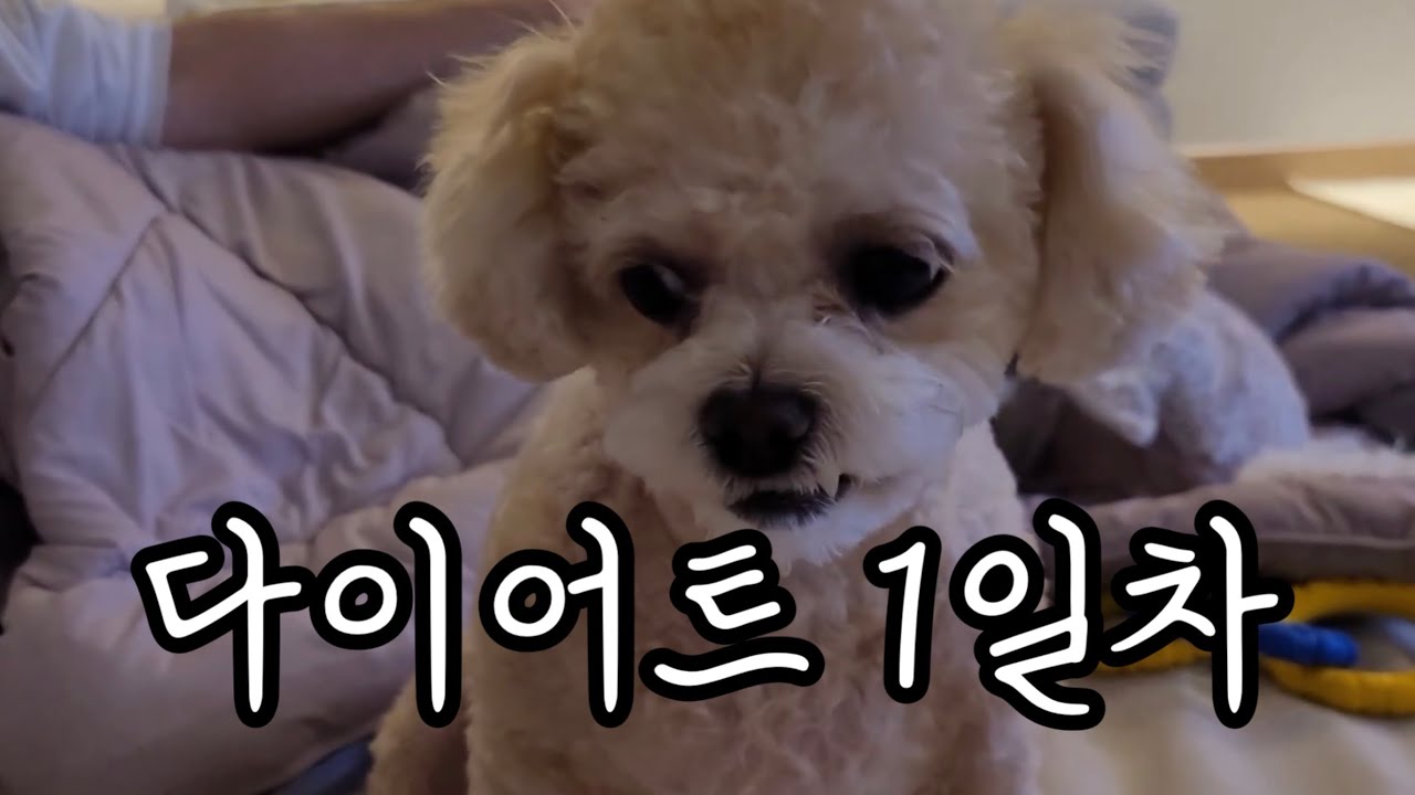 [강아지 다이어트] 3.5kg → 5kg? 고구마가 부른 참사... 실짱이의 눈물겨운 다이어트 도전기 🍠🚫