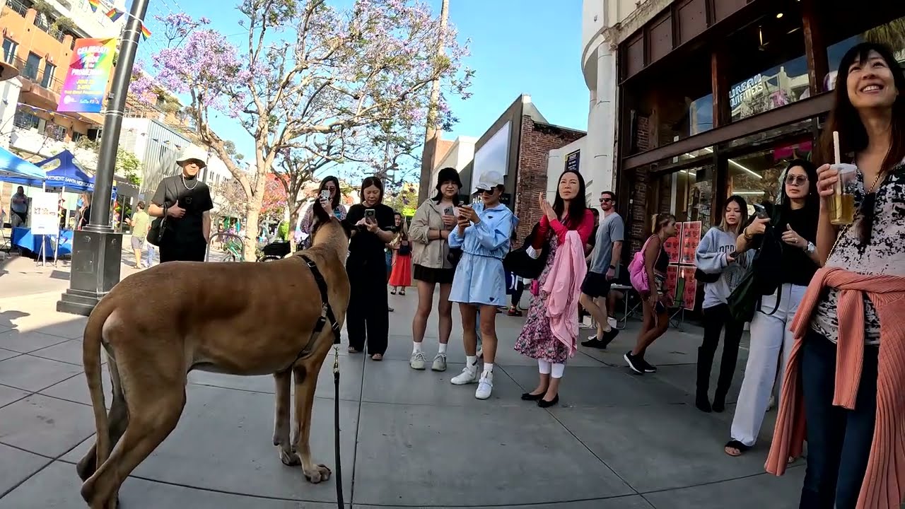 Cash 2.0 Great Dane at the 3rd Street Promenade during a Pride event (3 of 3)