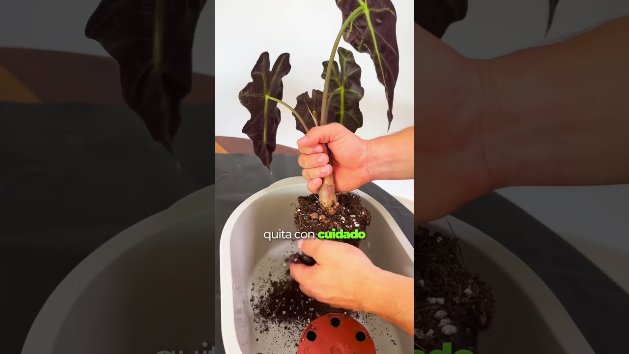 ✨🌱 La forma m&aacute;s f&aacute;cil de propagar Alocasias ✨🌱 #planttips #alocasia #plantasdecasa  #plantslovers