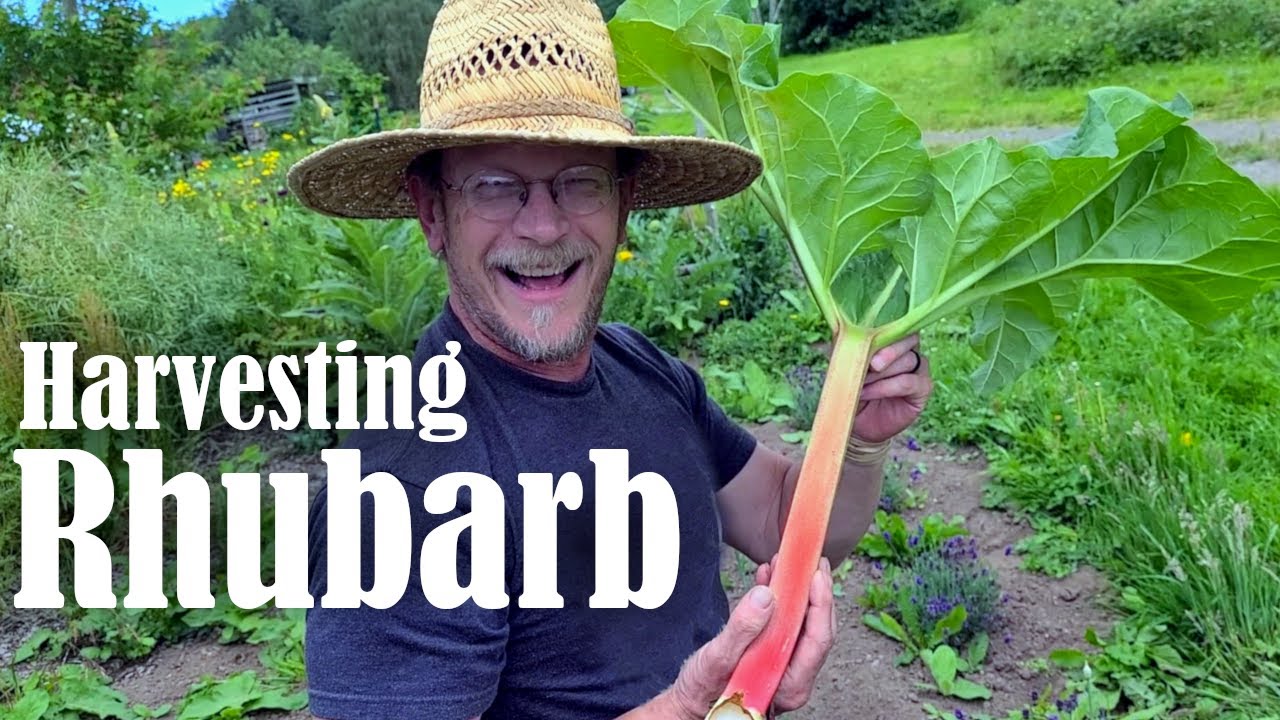 Harvesting Rhubarb | How & When to Harvest Rhubarb