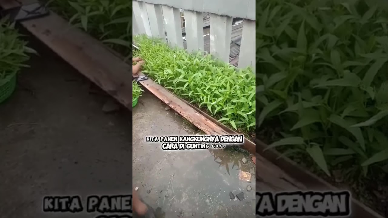 Bertani di lahan sempit di rumah bercocok tanam cabe dan kangkung