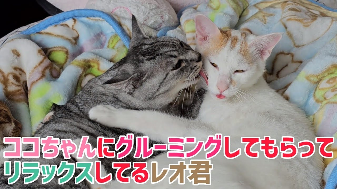ココちゃんにグルーミングしてもらうレオ君（2024/04/19）