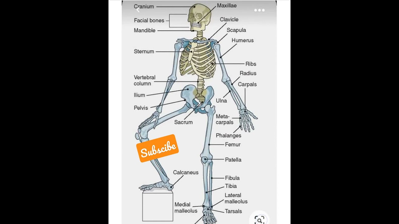 Bones Names of Human Skelton | Human Skelton | Sketch Of Human Body | Bones