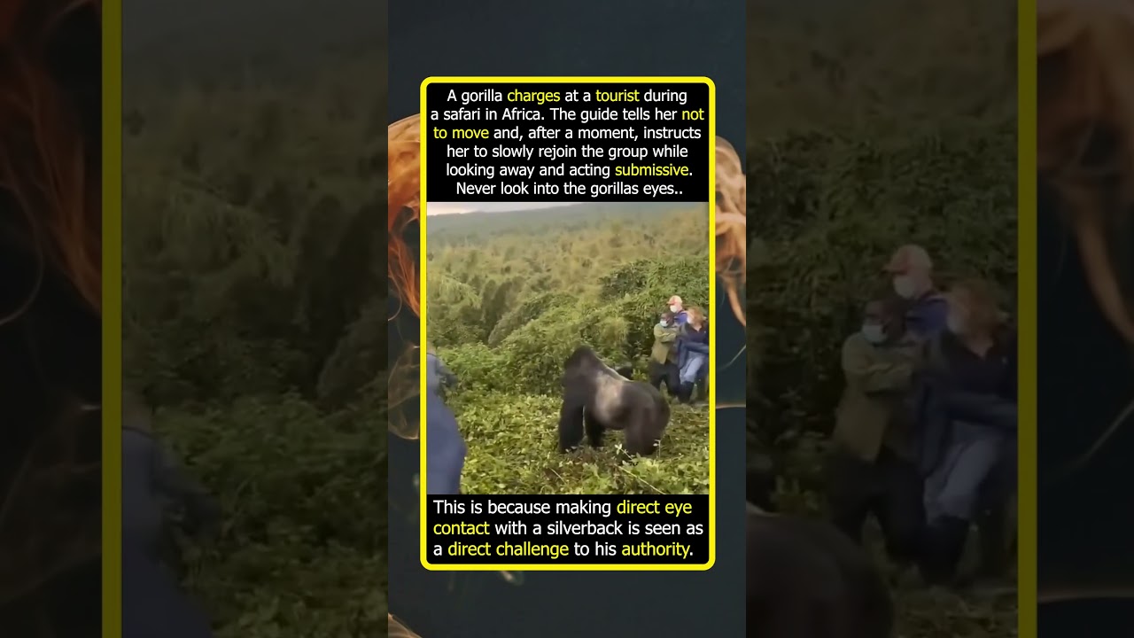 Why Looking Small Is Your Best Defense Against A Gorilla