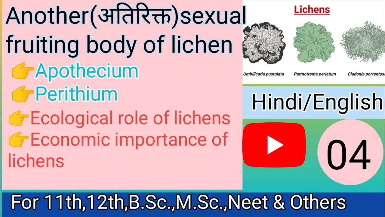 लाइकेन मे अतिरिक्त लैगिक fruiting body कैसे बनतीं हैं,👉समझिए आसान भाषा मे,part-04/let's for study👨‍🏫