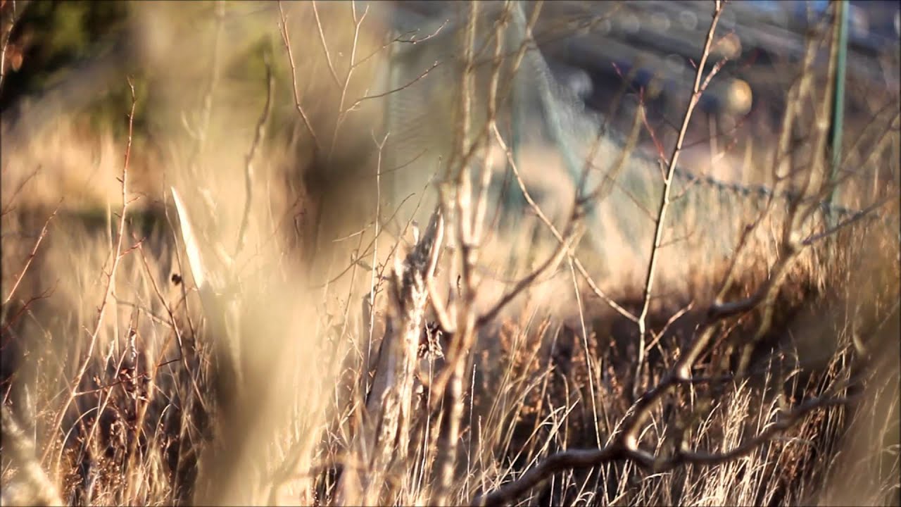 Helios-44M-4 58mm f/2 (Image quality filming)