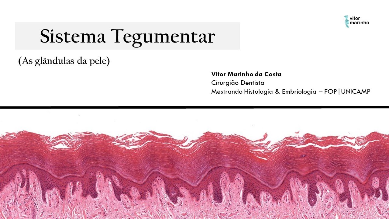 Sistema Tegumentar - As glândulas da pele (sudoríparas e sebáceas)