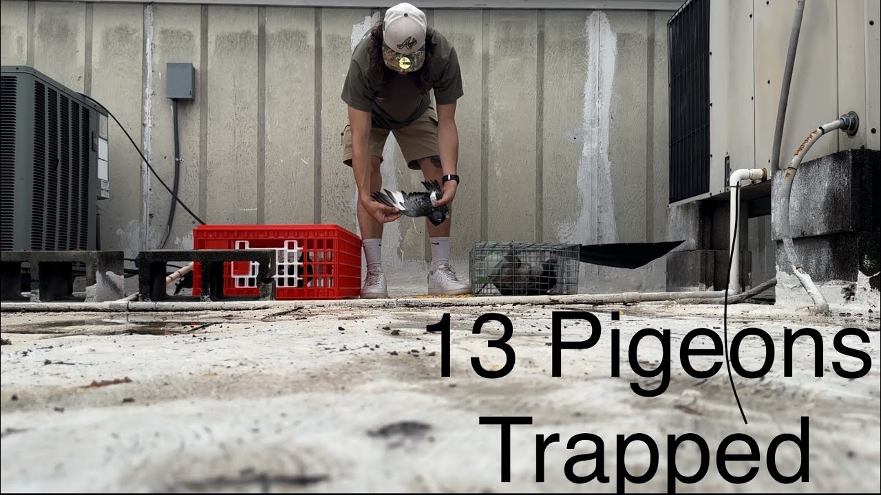 THIS ROOF IS LOADED WITH PIGEONS!! (Feral Pigeon Trapping)