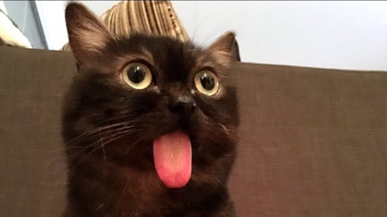 Cat energy only