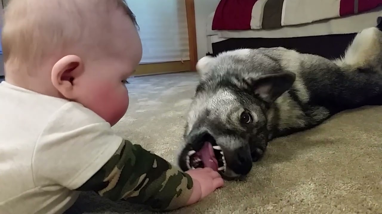 Is this dog breed good with kids?  #doglife #norwegianelkhound