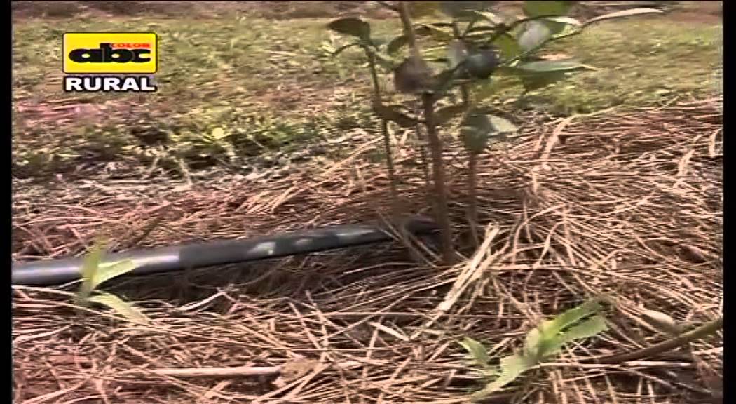 Producción y manejo del cultivo de arándano