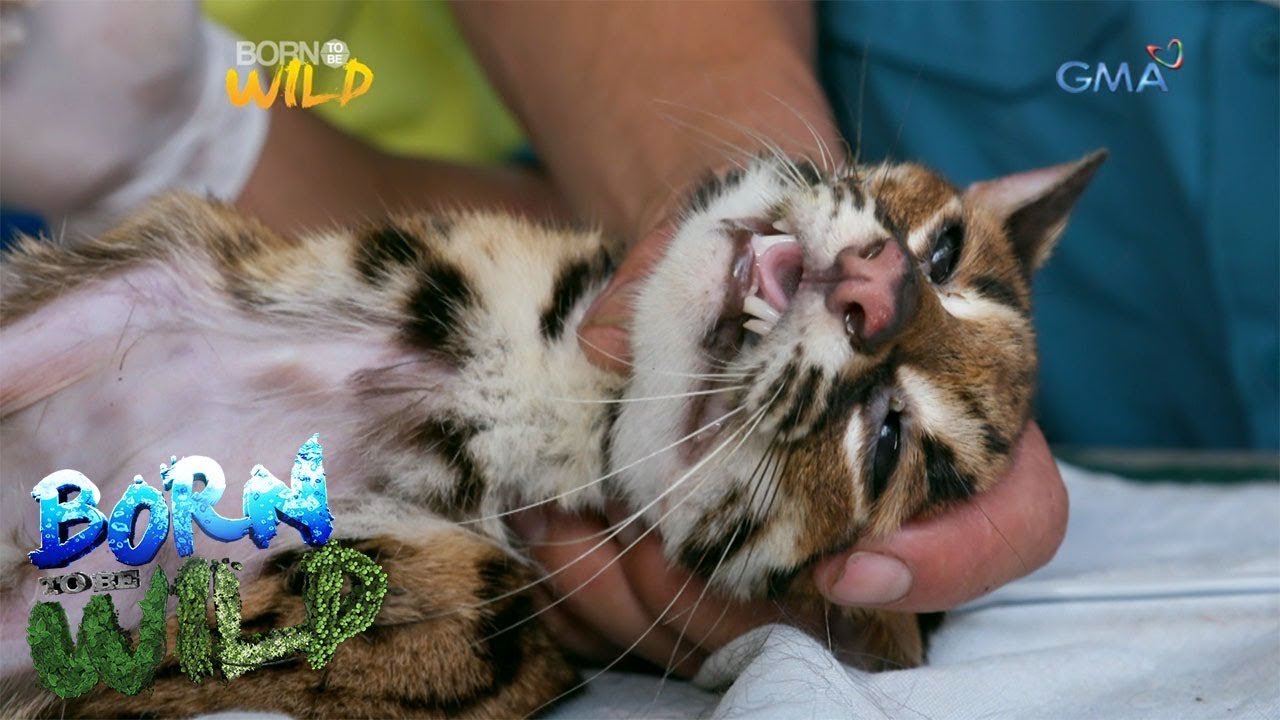 Born to be Wild: Saving the life of an anemic Visayan leopard cat