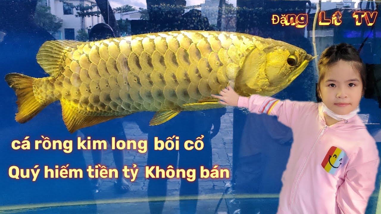 Cá rồng kim long bối cổ,Quý hiếm tiền tỷ ko bán, tại Đà Nẵng