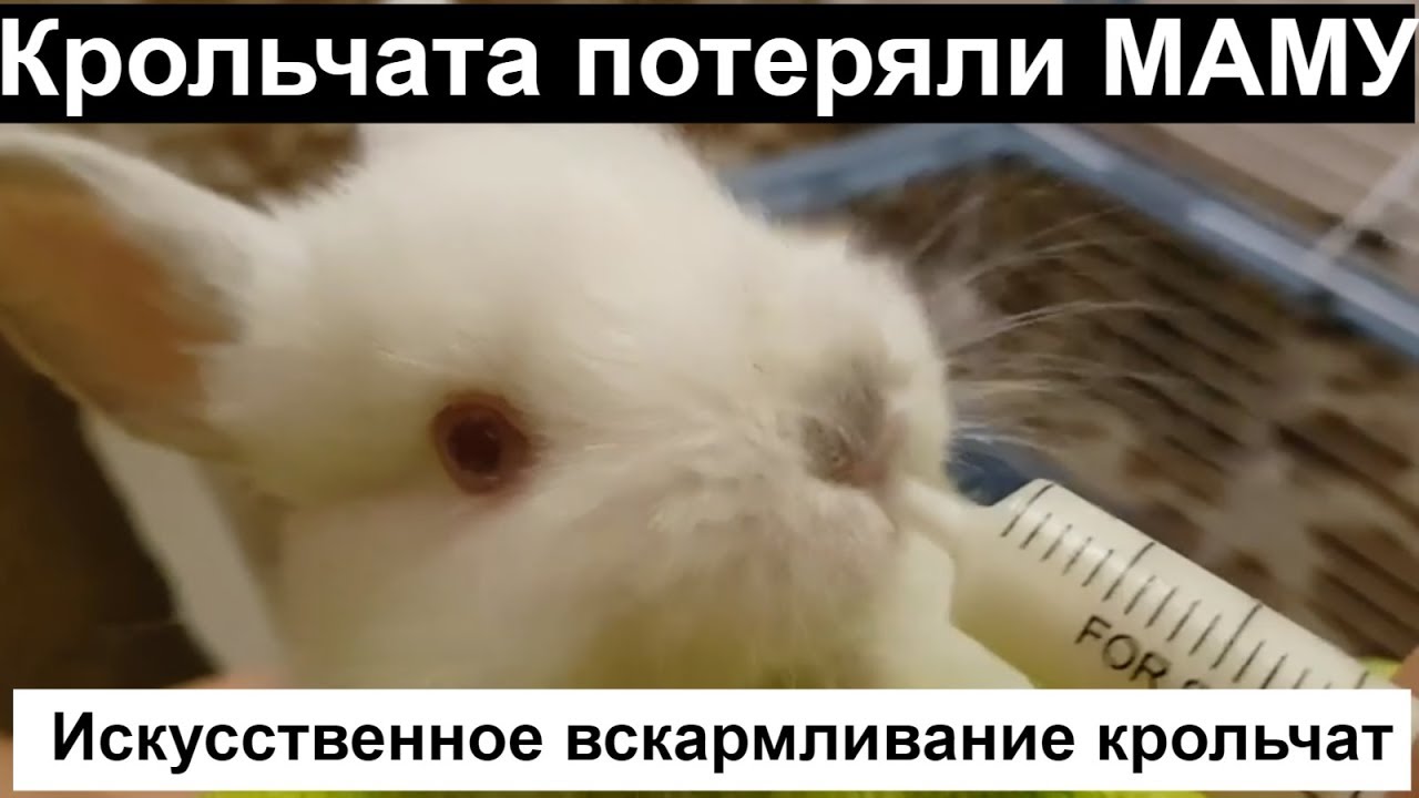 Искусственное вскармливание крольчат, кролик,крольчата содержание