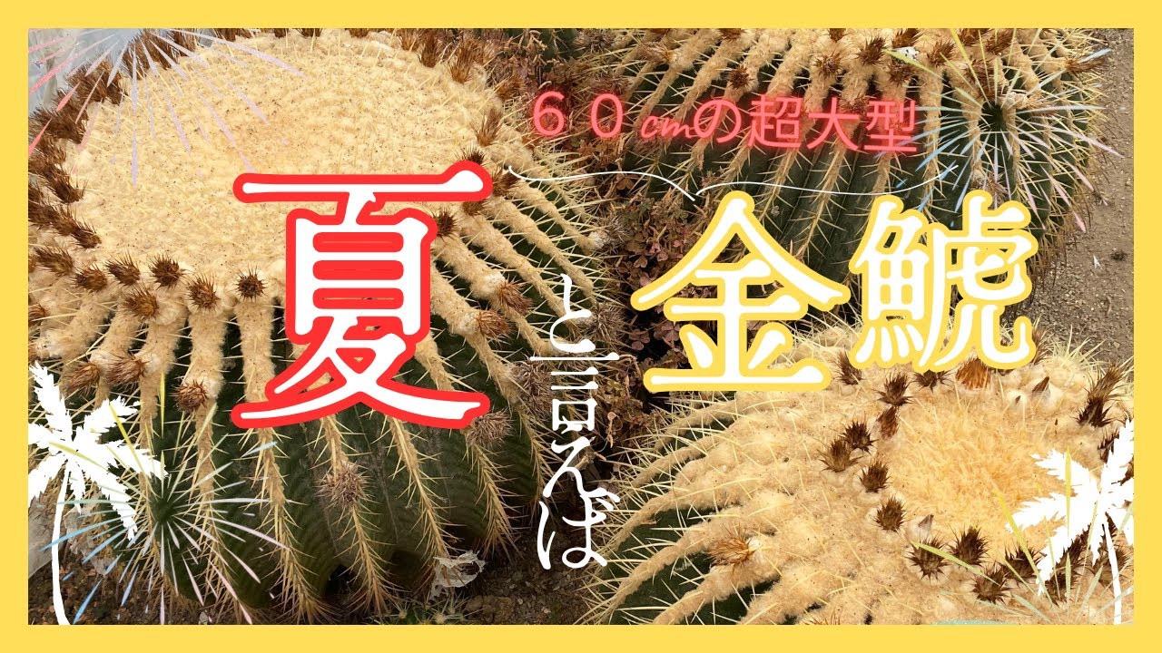 『超巨大』６０cm超えの大型金鯱を掘り上げる。大きくなりすぎて手に負えなくなったサボテンを掘ってほって掘りまくる。