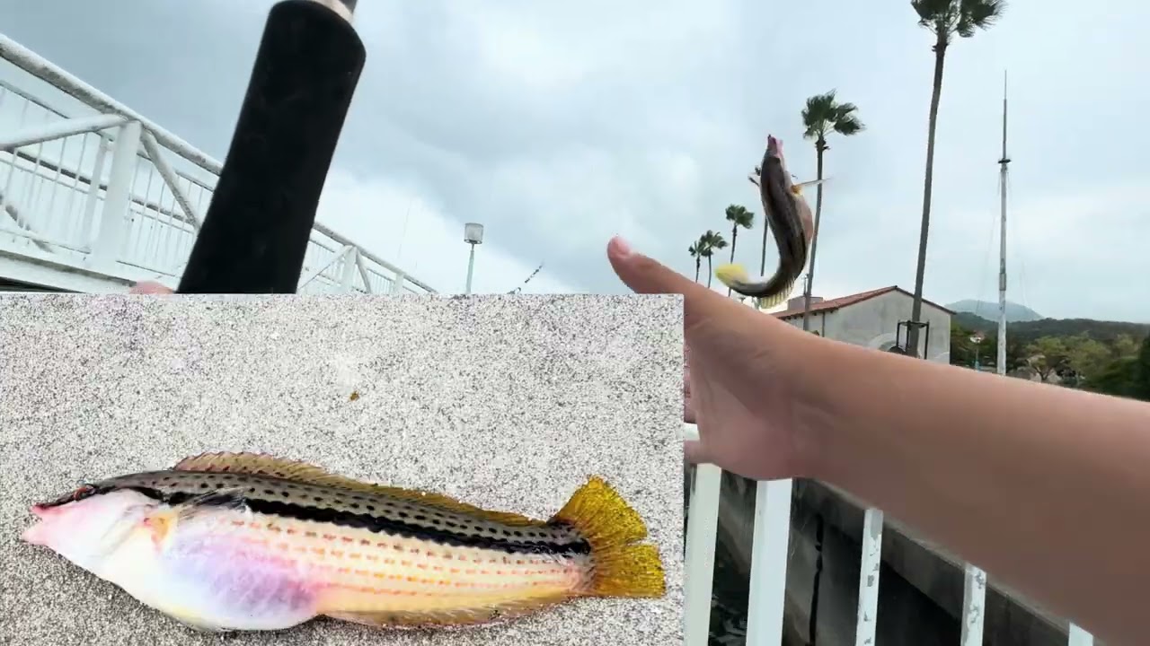 餌でなんでも釣り！【呉ポートピア】