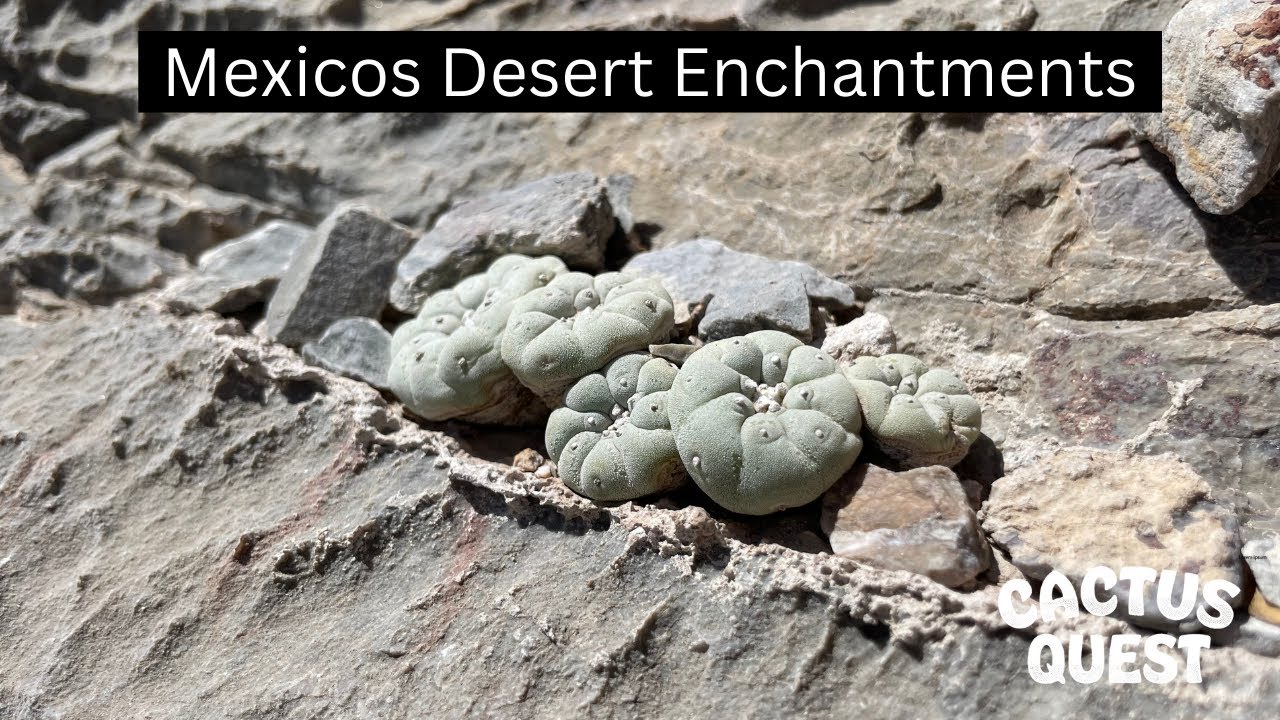 #Пейот #Ариокарпус и #Астрофитум, о боже! Коауила — Сан-Луис-Потоси #CactusQuest