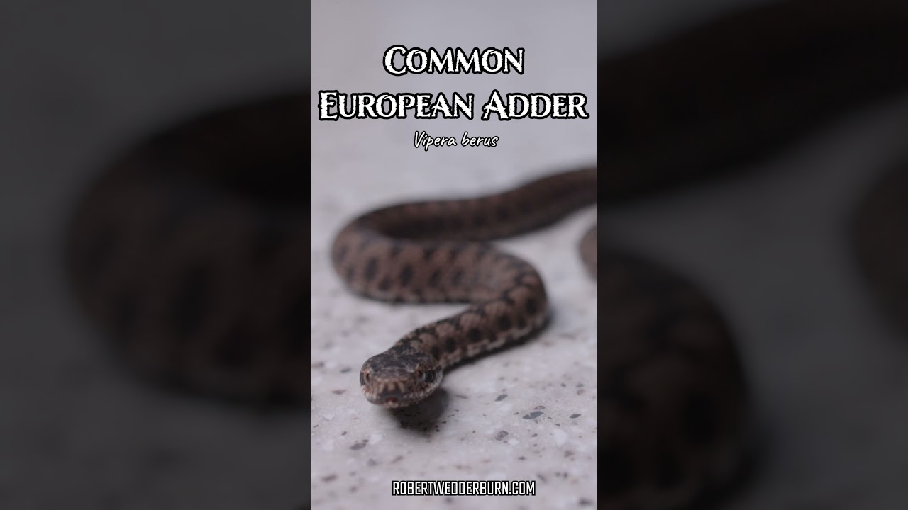 Common European Adder (Vipera berus)