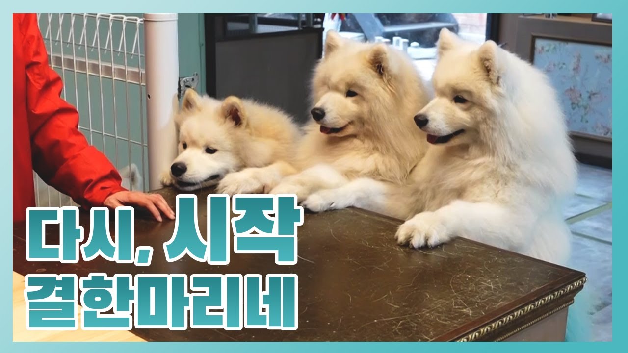 다시 시작하는 결한마리네! 지친 여러분께 힐링을 안겨줄 우리 아이들이 돌아왔습니다★