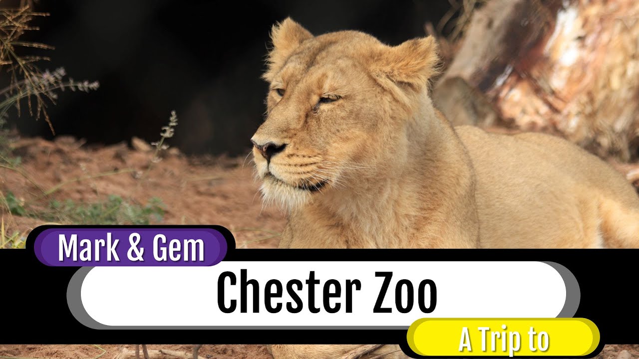 A Trip to Chester Zoo - New Lion Enclosure - October 2019
