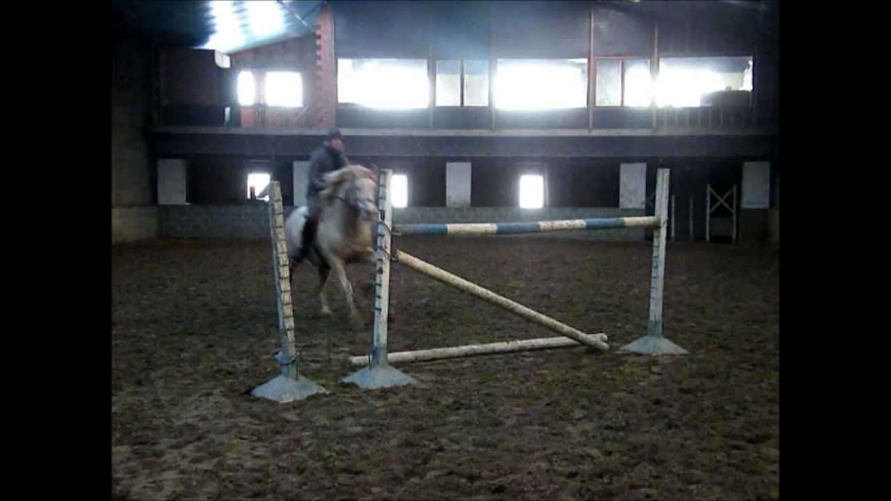 Welsh cob jumping