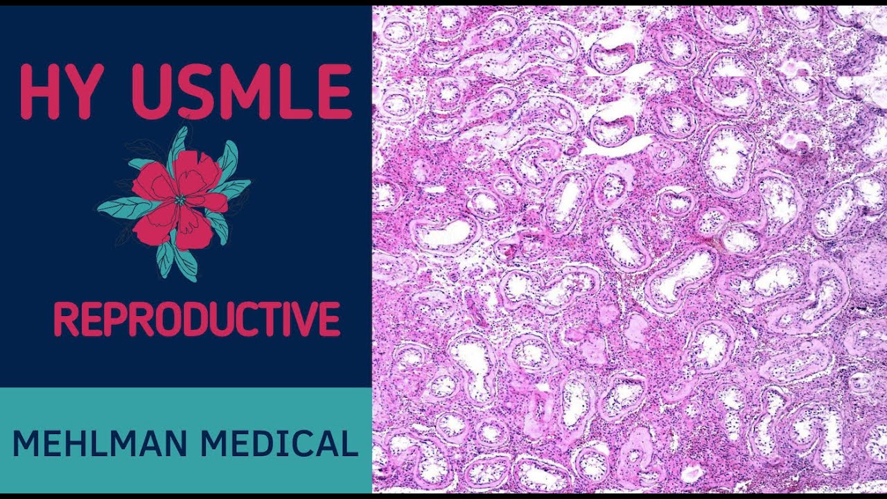 HY USMLE REPRODUCTIVE - #236