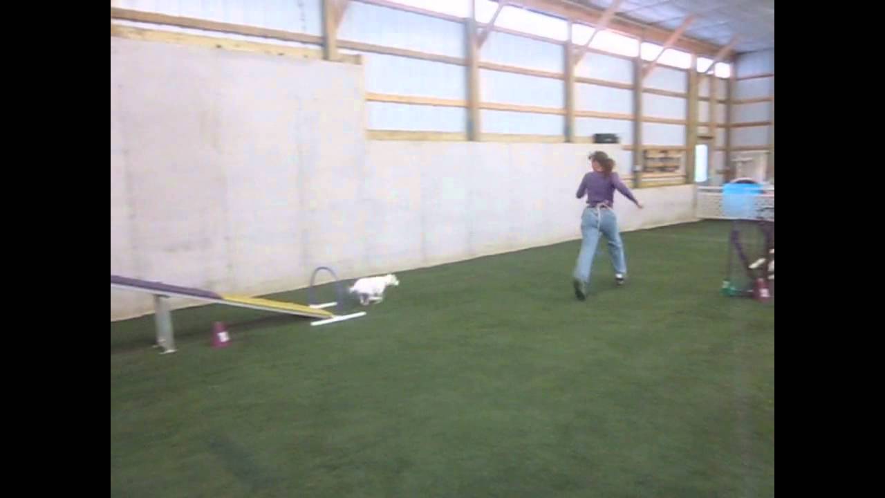 Running dogwalk with hoop
