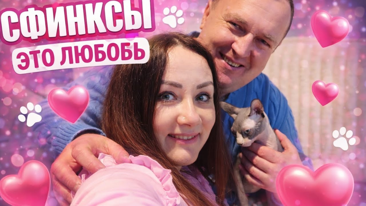 Мудрые братики сфинксы очень любят нас