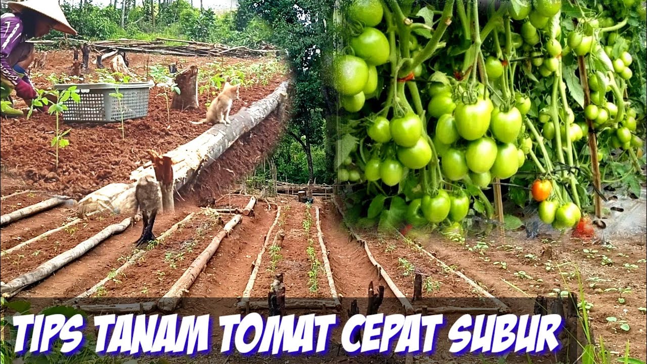 Tips tanam tomat agar cepat tumbuh subur secara organik