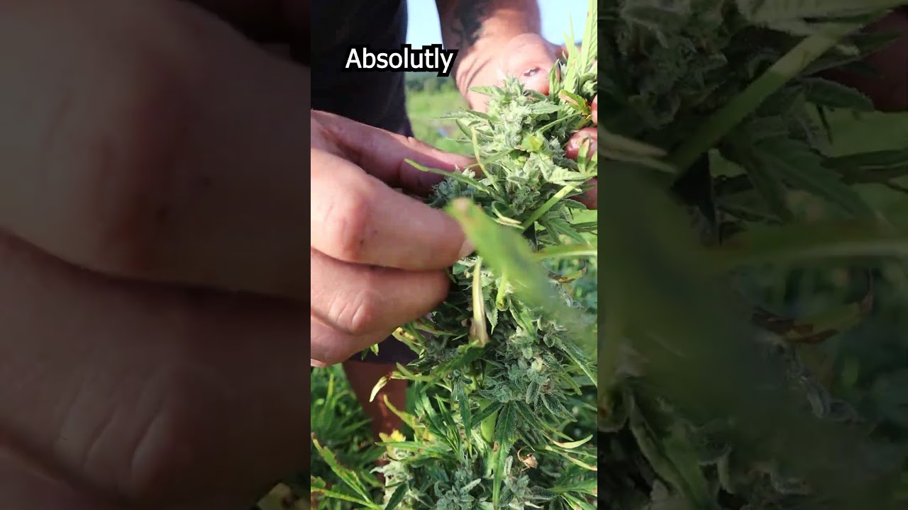 Are your MARIJUANA plants ready to harvest? Learn from a professional...#shorts #marijuanagrowers