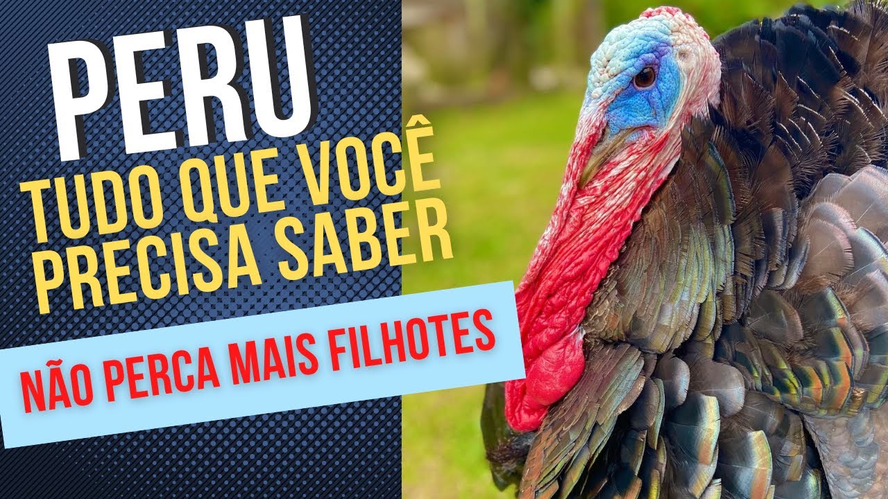 Tudo que você precisa saber sobre criação de perus 